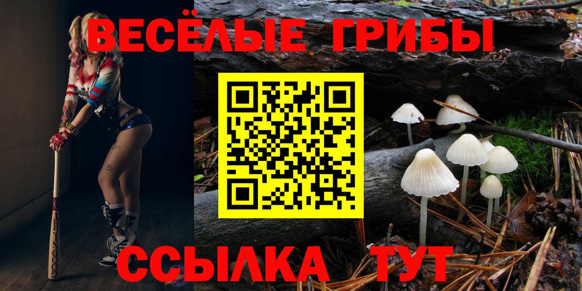 Псилоцибиновые грибы Psilocybe Кисловодск
